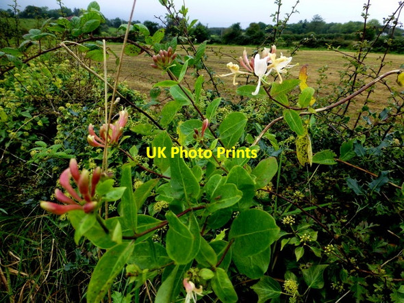 Photo 6"x4" Honeysuckle, Botera Upper Mountjoy\/H4277 c2016