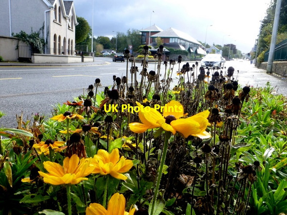 Photo 6"x4" Flowers, Dublin Road, Omagh Omagh c2016
