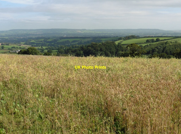 Photo 6"x4" Arable land on Rode Moor Trinity\/SS9905 c2016