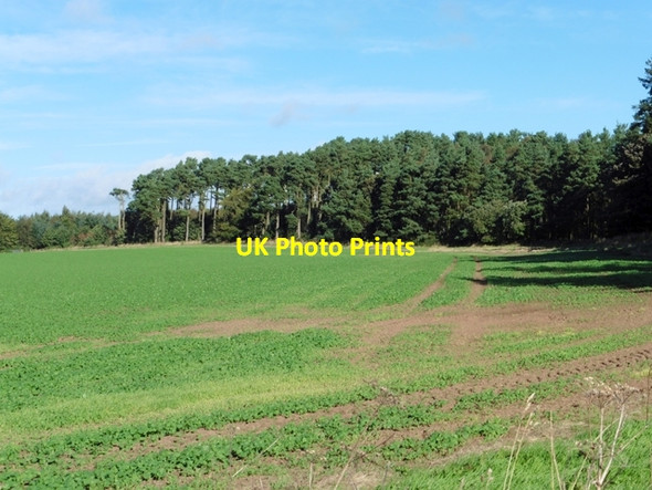 Photo 6"x4" Young crop on Greenlees Farm Lempitlaw c2016