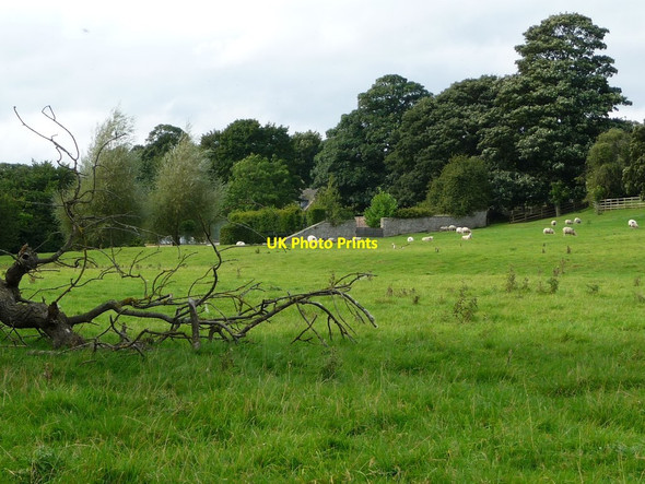 Photo 6"x4" Fallen tree at the eastern edge of Wensley Wensley\/SE0989 c2016
