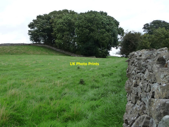 Photo 6"x4" Small square wood, west of Brecongill Stables Agglethorpe c2016