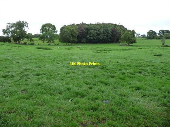 Photo 6"x4" Sheep pasture, south-east of Agglethorpe Hall Agglethorpe c2016