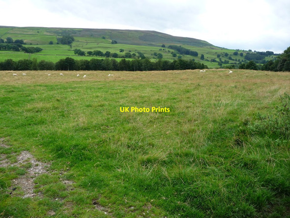Photo 6"x4" Sheep pasture near Cover Banks, Coverdale Coverham c2016