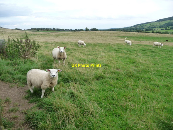Photo 6"x4" Sheep grazing near Pinker's Pond, Coverdale Coverham c2016