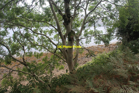 Photo 6"x4" Wooded shoreline of Loch Fyne Cairndow c2016