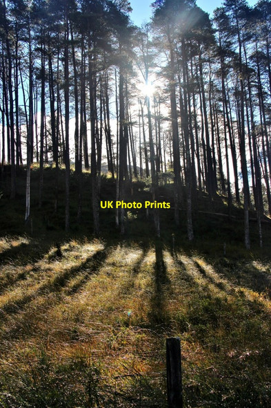 Photo 6"x4" Pine shadows in Glen Orchy Easan Dubha c2016