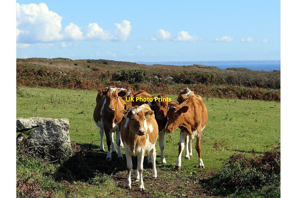 Photo 6"x4" Cattle near south-west coast path Penberth\/SW4022 c2016