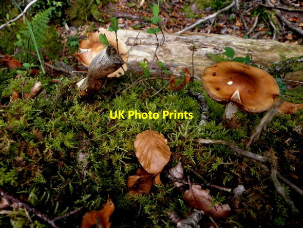 Photo 6"x4" Fungus, Drumlish Dromore\/H3562 c2016