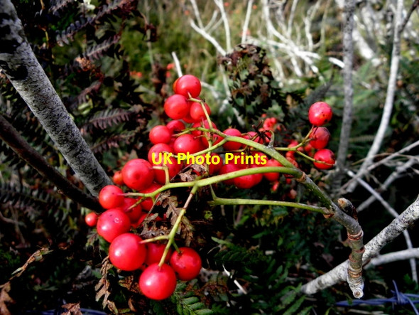 Photo 6"x4" Rowan berries, Straduff Dromore\/H3562 c2016