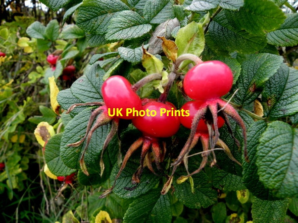 Photo 6"x4" Rose hips, Cornavarrow Dromore\/H3562 c2016