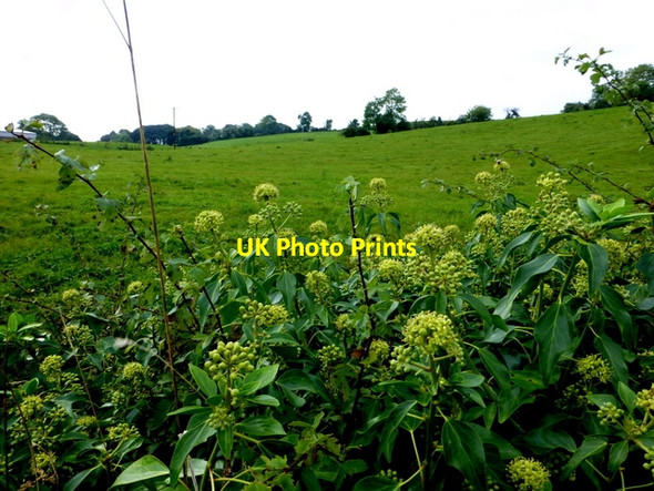 Photo 6"x4" Corlea Townland Mountjoy\/H4277 c2016