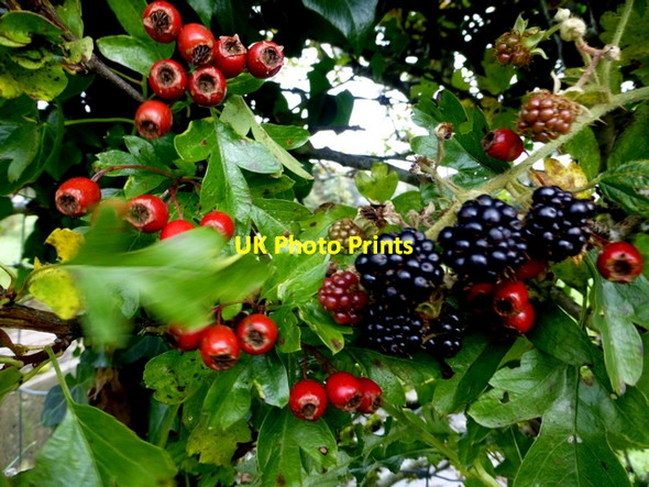 Photo 6"x4" Hawthorn and blackberries, Corlea Mountjoy\/H4277 c2016