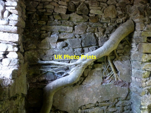 Photo 6"x4" Invasive tree, Castleroddy School Gortin c2016