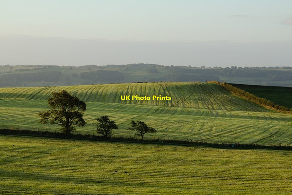Photo 6"x4" Sunlit Field near Almscliff Crag Newby\/SE2647 c2016