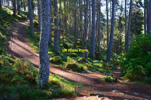 Photo 6"x4" Path at the upper bridge, Falls of Bruar Bruar c2016