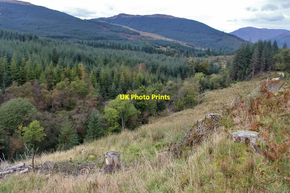 Photo 6"x4" Mixed forest in Glen Kin Clachaig\/NS1181 c2016