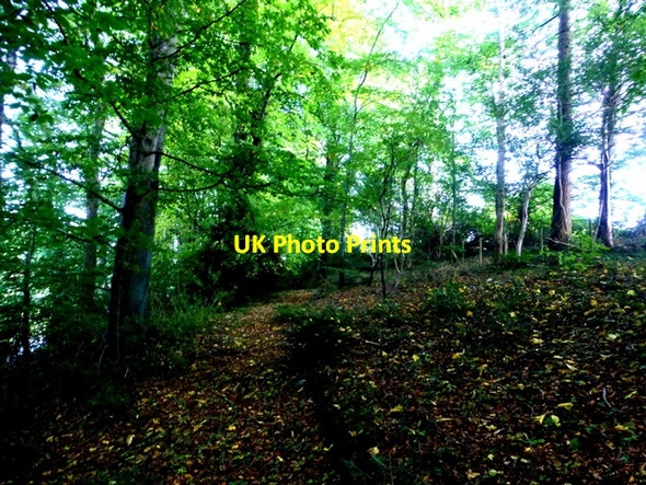 Photo 6"x4" Woodland, Creevenagh, Omagh Omagh c2016