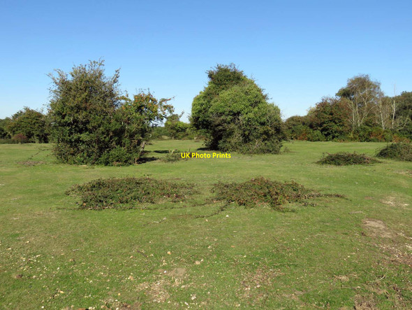 Photo 6"x4" Heath near Bull Hill Lymington c2016