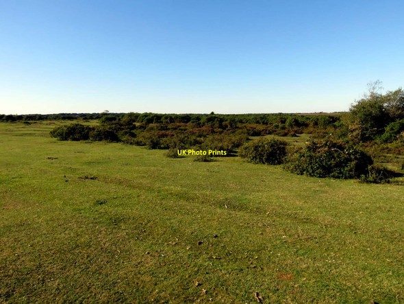 Photo 6"x4" Heath near Crockford Bridge Bull Hill\/SZ3398 c2016 P1