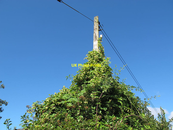Photo 6"x4" An unintended hop pole Bridfordmills c2016