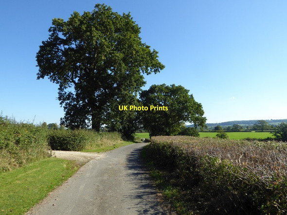 Photo 6"x4" Oak trees beside a no through road Chase Hill c2016