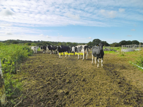 Photo 6"x4" Wareham, cattle Wareham c2016