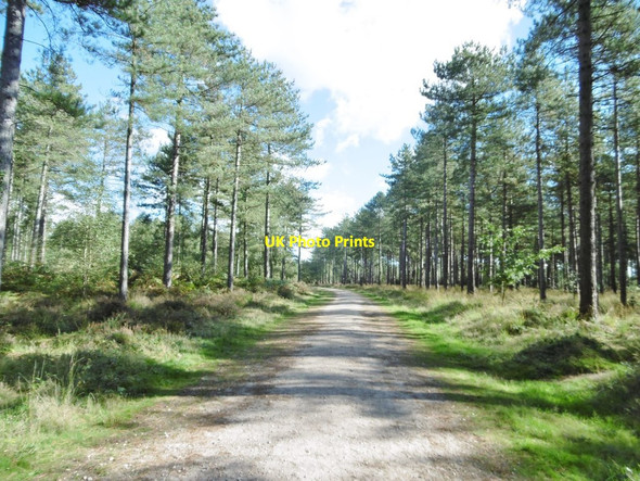 Photo 6"x4" Wareham Forest, forestry road Wareham c2016