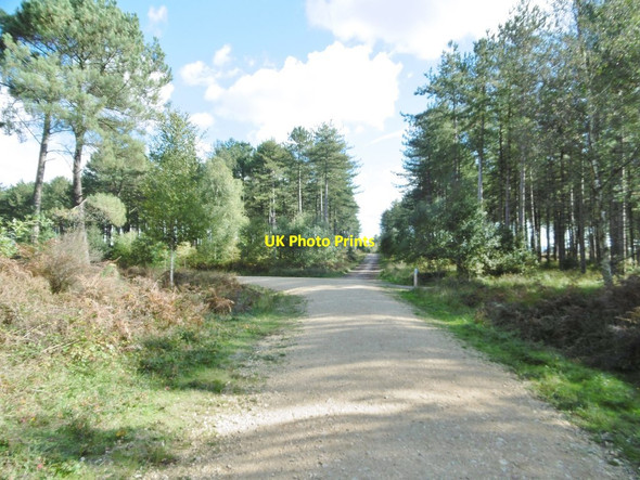 Photo 6"x4" Wareham Forest, forestry road junction Wareham c2016