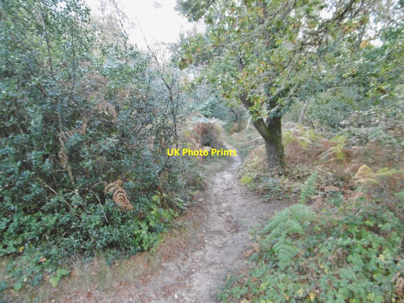 Photo 6"x4" Wareham Forest, path Wareham c2016