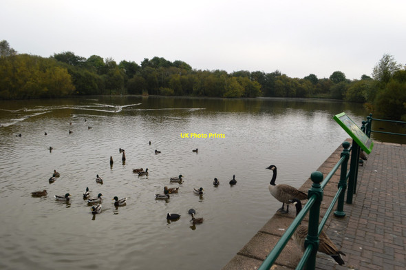 Photo 6"x4" Swan Pool Aldridge c2016
