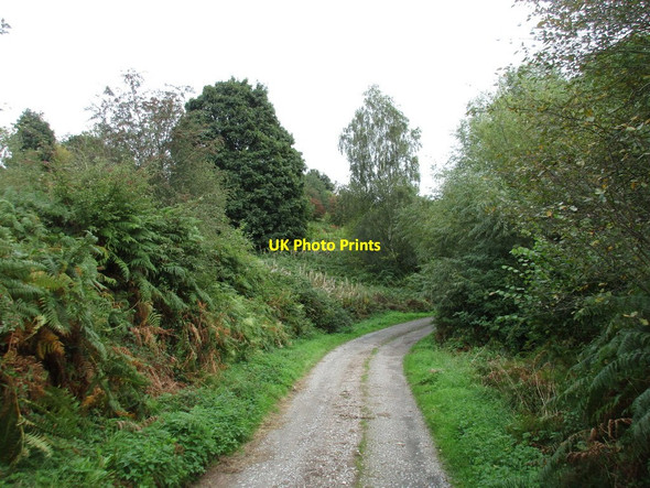 Photo 6"x4" Bridleway on Bringsty Common Bringsty Common c2016