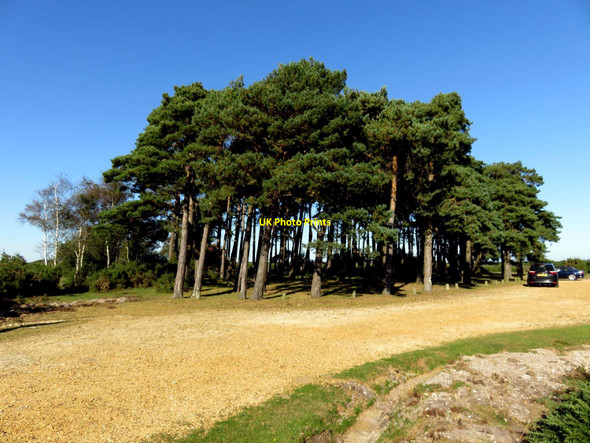 Photo 6"x4" Crockford Clump Norleywood c2016