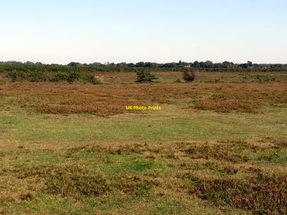 Photo 6"x4" Beaulieu Heath by Crockford Clump Norleywood c2016