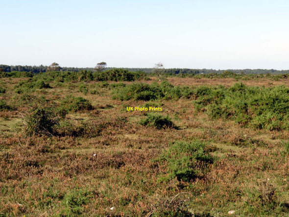 Photo 6"x4" Beaulieu Heath East Boldre c2016