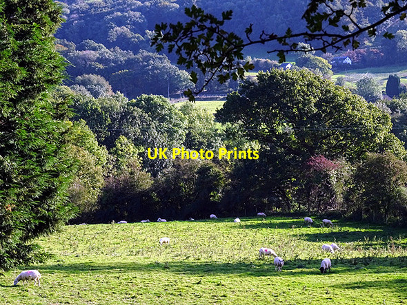 Photo 6"x4" Sheep in the valley Nantyronen Station c2016