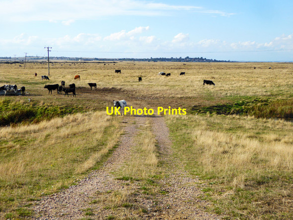 Photo 6"x4" Cattle on Allhallows Marshes Grain\/TQ8876 c2016