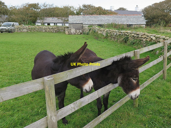 Photo 6"x4" Donkeys at Newham Farm Sancreed c2016