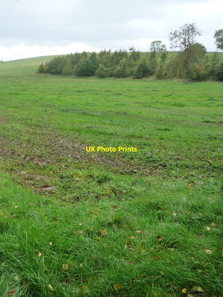 Photo 6"x4" Young conifer plantation, west of Bandley Bridge Appleby-in-Westmorland c2016