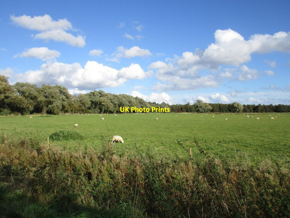 Photo 6"x4" Sheep grazing on Lea Marsh Gainsborough\/SK8189 c2016