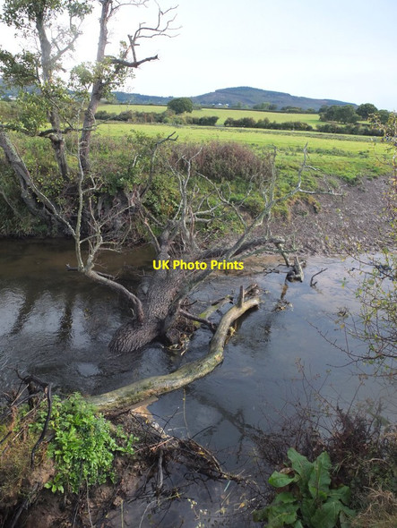 Photo 6"x4" Fallen trees in the River Clwyd north of Glan Clwyd Ro c2016