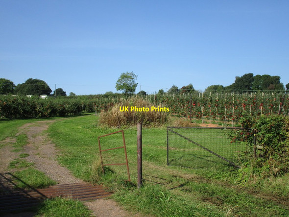Photo 6"x4" Orchard at Sargents Farm Gorsley Common c2016