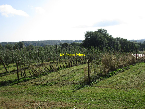 Photo 6"x4" Orchard at Aston Fruit Farm Gorsley c2016