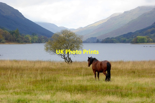 Photo 6"x4" Horse at  Balquhidder Balquhidder c2016