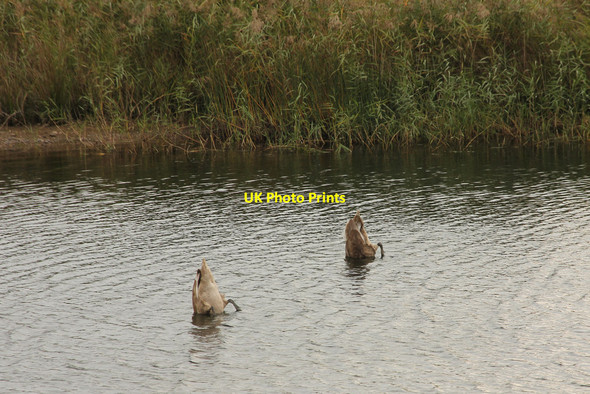 Photo 6"x4" Bottoms up Holme\/SK8059 c2016