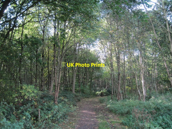 Photo 6"x4" New Hutte Wood Halewood c2016