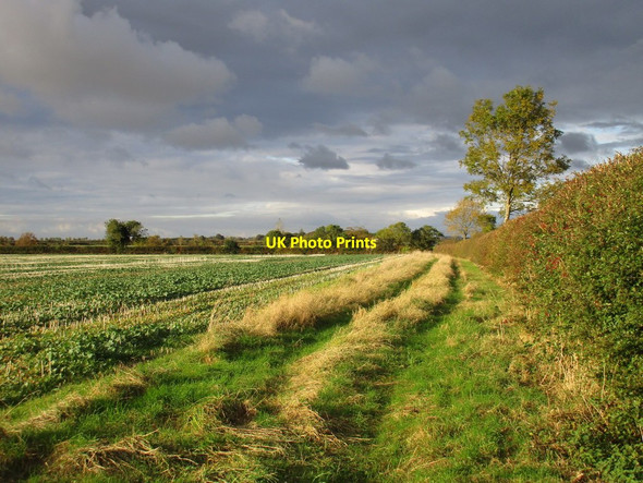Photo 6"x4" Field of oilseed rape Boothby Graffoe c2016