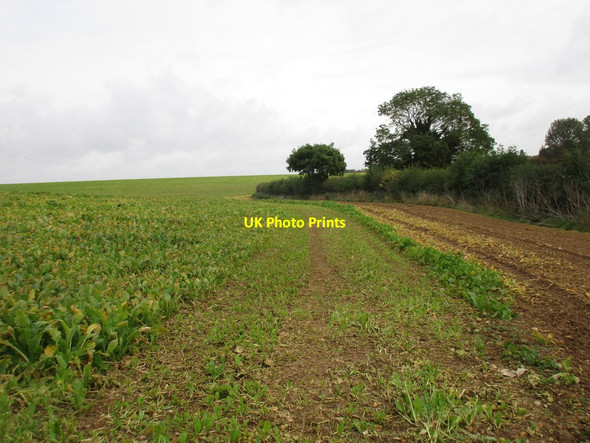 Photo 6"x4" Field of sugar beet Nocton c2016