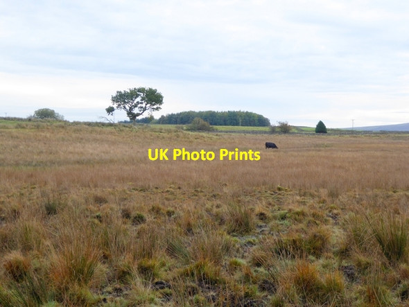 Photo 6"x4" Marshy ground on Greystoke Moor Motherby c2016