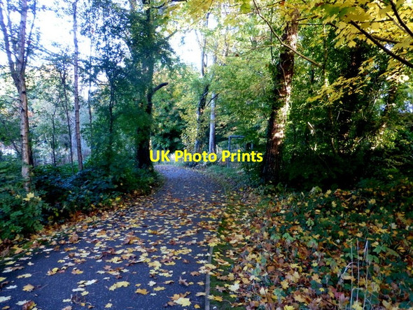 Photo 6"x4" Fallen leaves, Cranny Omagh c2016